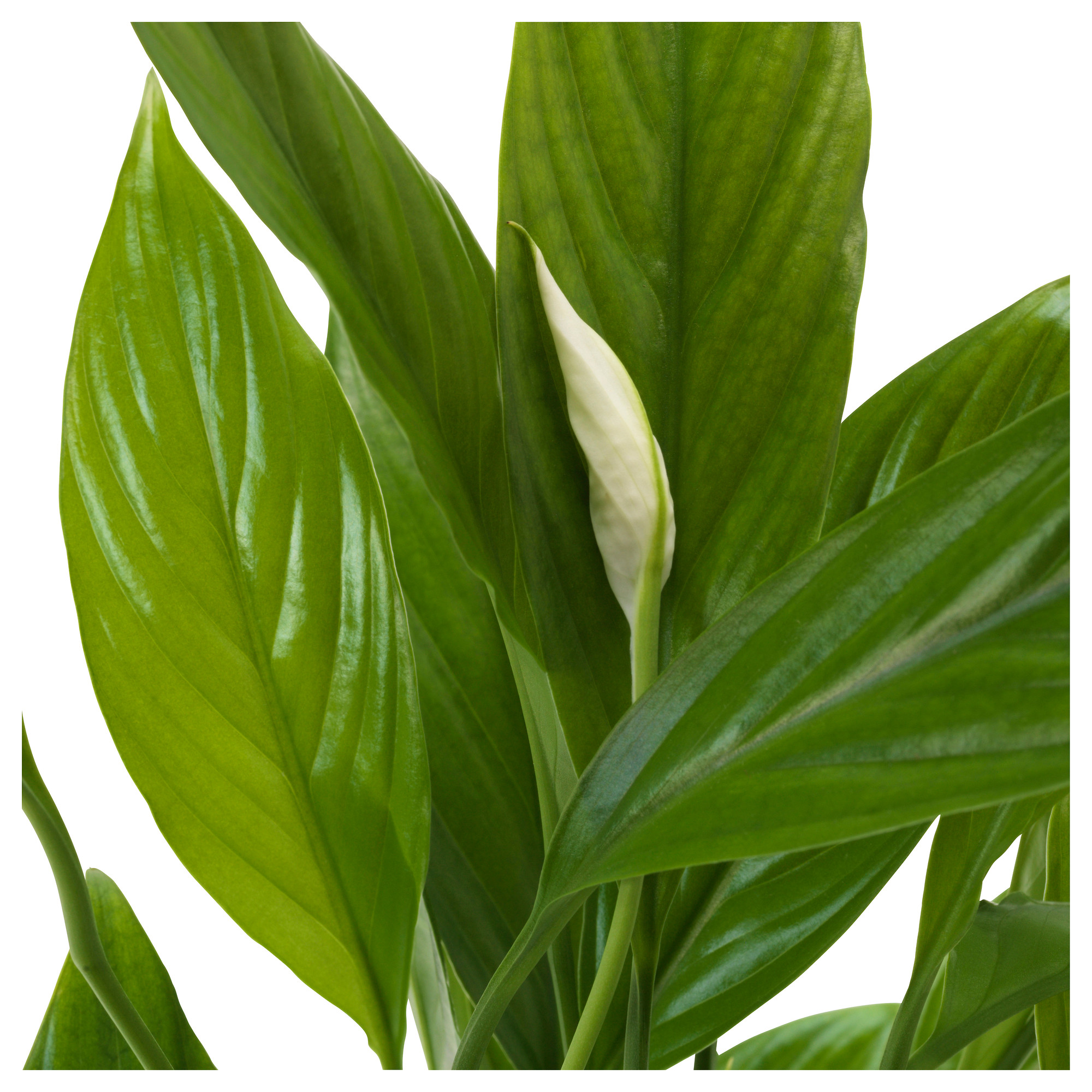 SPATHIPHYLLUM potted plant