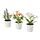 FEJKA - 人造盆栽 3件組, 室內/戶外用 各式花卉 | IKEA 線上購物 - PE840158_S1