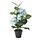 FEJKA - 人造盆栽, 室內/戶外用/繡球花 藍色 | IKEA 線上購物 - PE840167_S1