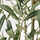 FEJKA - 人造盆栽, 室內/戶外用 橄欖樹 | IKEA 線上購物 - PE840175_S1