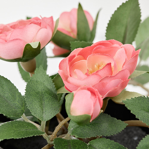 FEJKA - 人造盆栽, 室內/戶外用 迷你玫瑰/眼樹蓮 粉紅色 | IKEA 線上購物 - PE840184_S4
