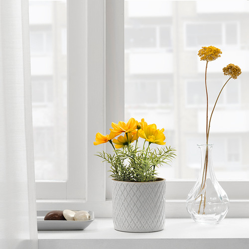 FEJKA - artificial potted plant, in/outdoor/cosmos yellow | IKEA Taiwan Online - PE840186_S4