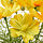 FEJKA - 人造盆栽, 室內/戶外用/大波斯菊 黃色 | IKEA 線上購物 - PE840187_S1