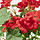 FEJKA - 人造盆栽, 室內/戶外用 天竺葵/眼樹蓮 紅色 | IKEA 線上購物 - PE840190_S1