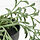 FEJKA - 人造盆栽, 室內/戶外用/香蕉草 眼樹蓮 | IKEA 線上購物 - PE840199_S1