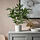 FEJKA - 人造盆栽, 室內/戶外用 竹 | IKEA 線上購物 - PE840202_S1