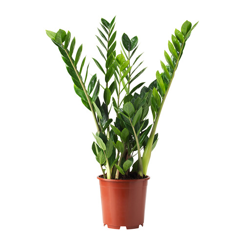 ZAMIOCULCAS 盆栽活植物