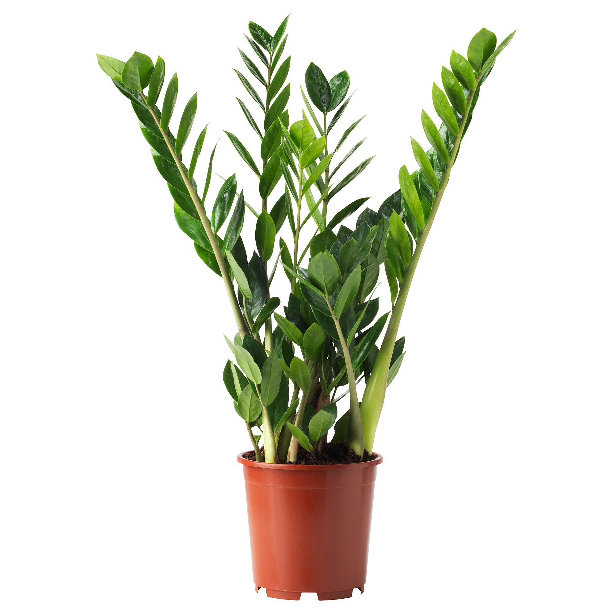 ZAMIOCULCAS potted plant