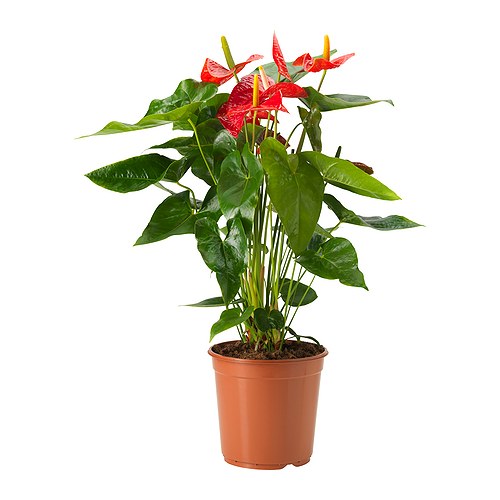 ANTHURIUM ANDREANUM 盆栽活植物