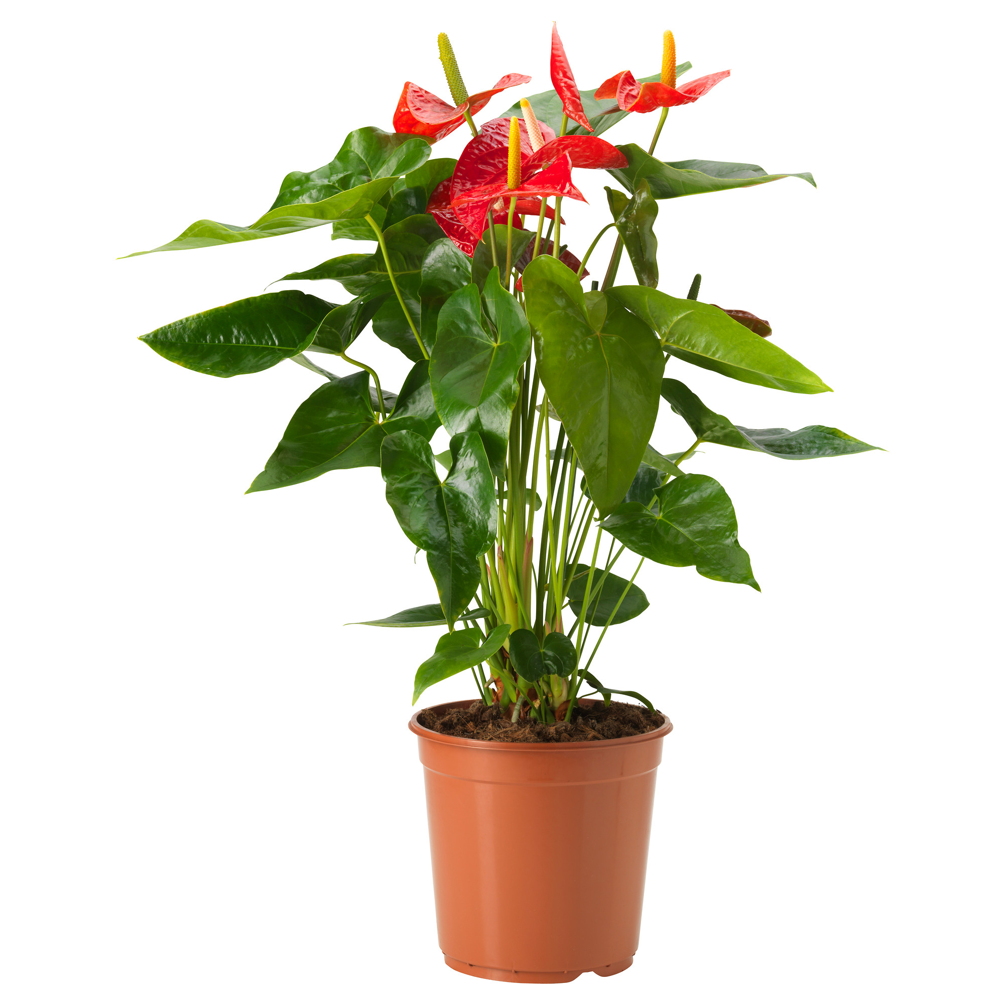 ANTHURIUM ANDREANUM potted plant