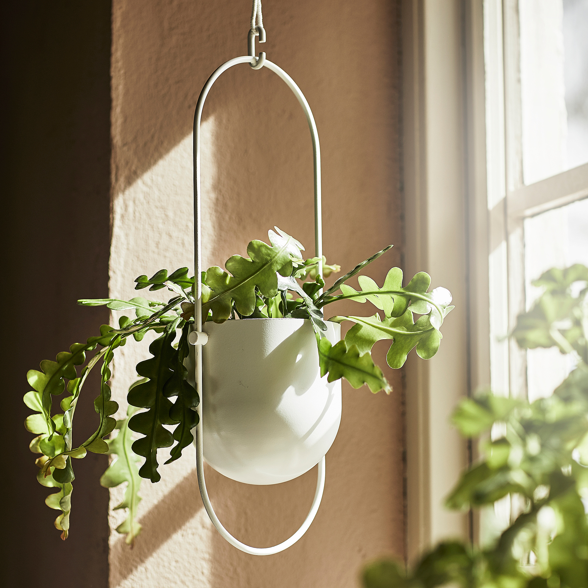 CHILISTRÅN hanging planter