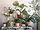 FEJKA - 人造盆栽, 室內/戶外用 眼樹蓮/尤加利木 | IKEA 線上購物 - PE841635_S1