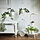 CHILISTRÅN - plant stand with wheels, white | IKEA Taiwan Online - PE841636_S1