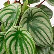 PEPEROMIA 盆栽活植物