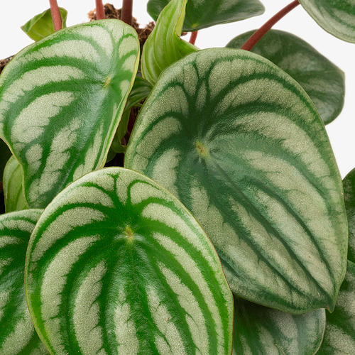 PEPEROMIA 盆栽活植物