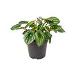 PEPEROMIA 盆栽活植物
