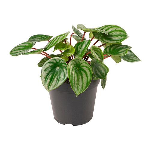 PEPEROMIA potted plant