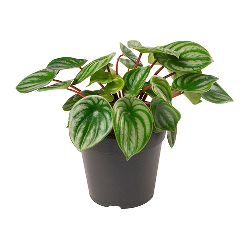 PEPEROMIA 盆栽活植物