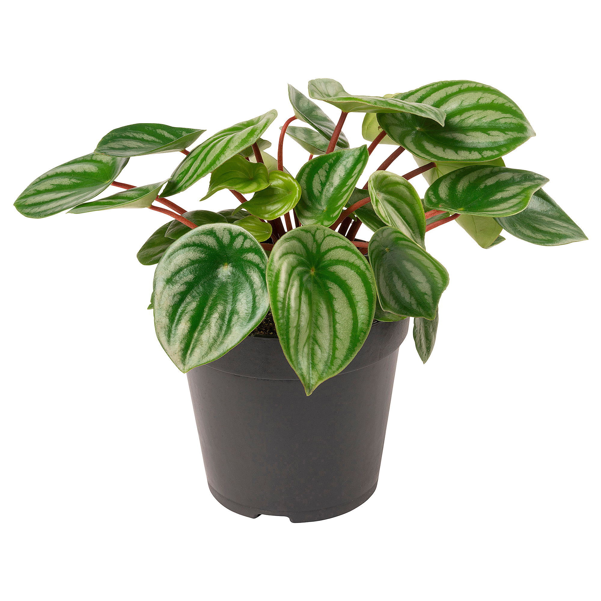 PEPEROMIA 盆栽活植物