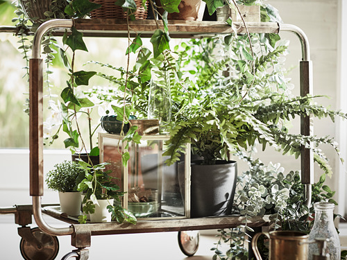FEJKA - 人造盆栽, 室內/戶外用 羊齒/波士頓蕨 | IKEA 線上購物 - PE797838_S4