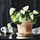 MUSKOTBLOMMA - 花盆附底盤, 室內/戶外用 赤陶土 | IKEA 線上購物 - PE797873_S1