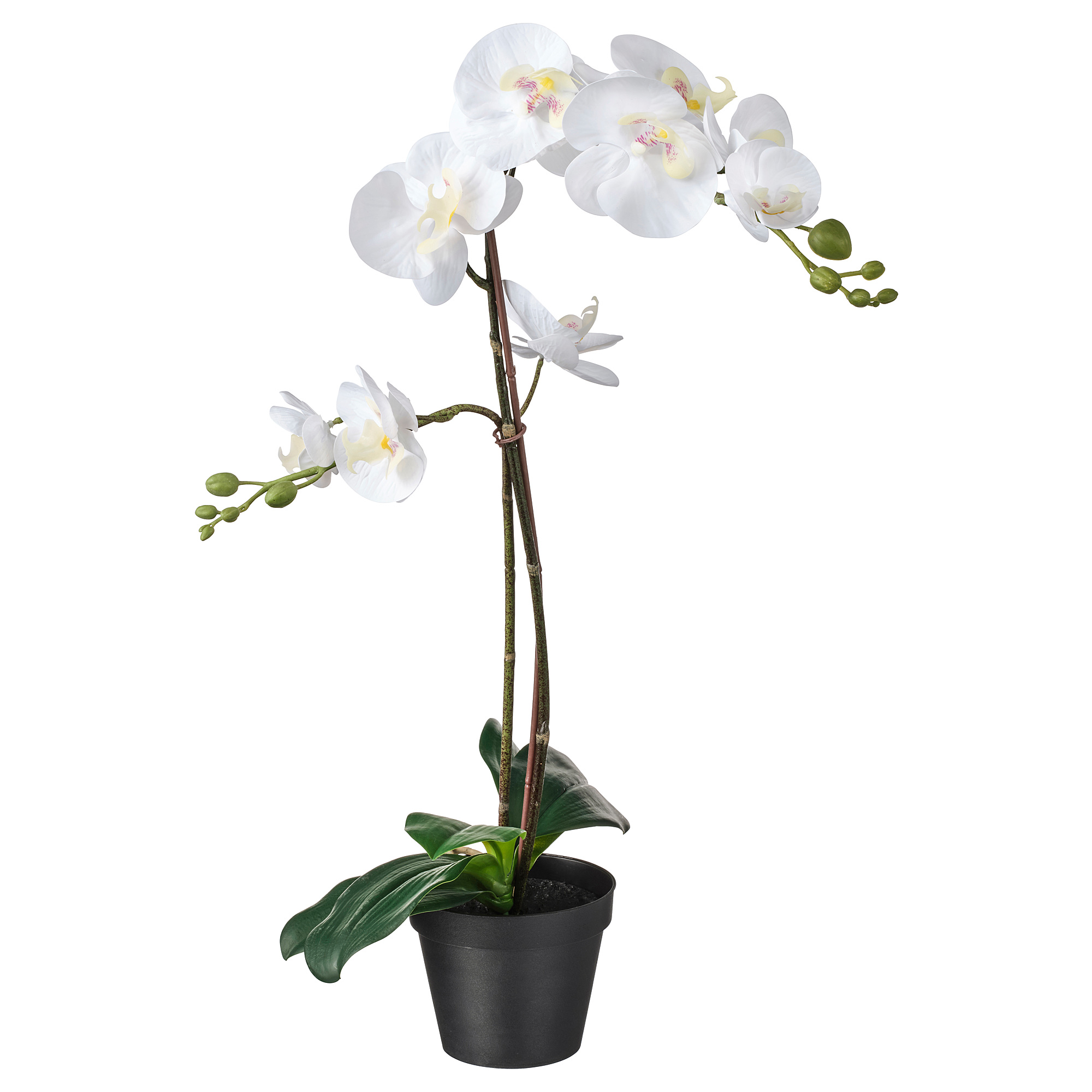 Fejka 人造盆栽 蘭花白色 Ikea 線上購物 Fejka 人造盆栽 蘭花白色 Ikea 線上購物