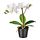 FEJKA - 人造盆栽, 蘭花 白色 | IKEA 線上購物 - PE745276_S1