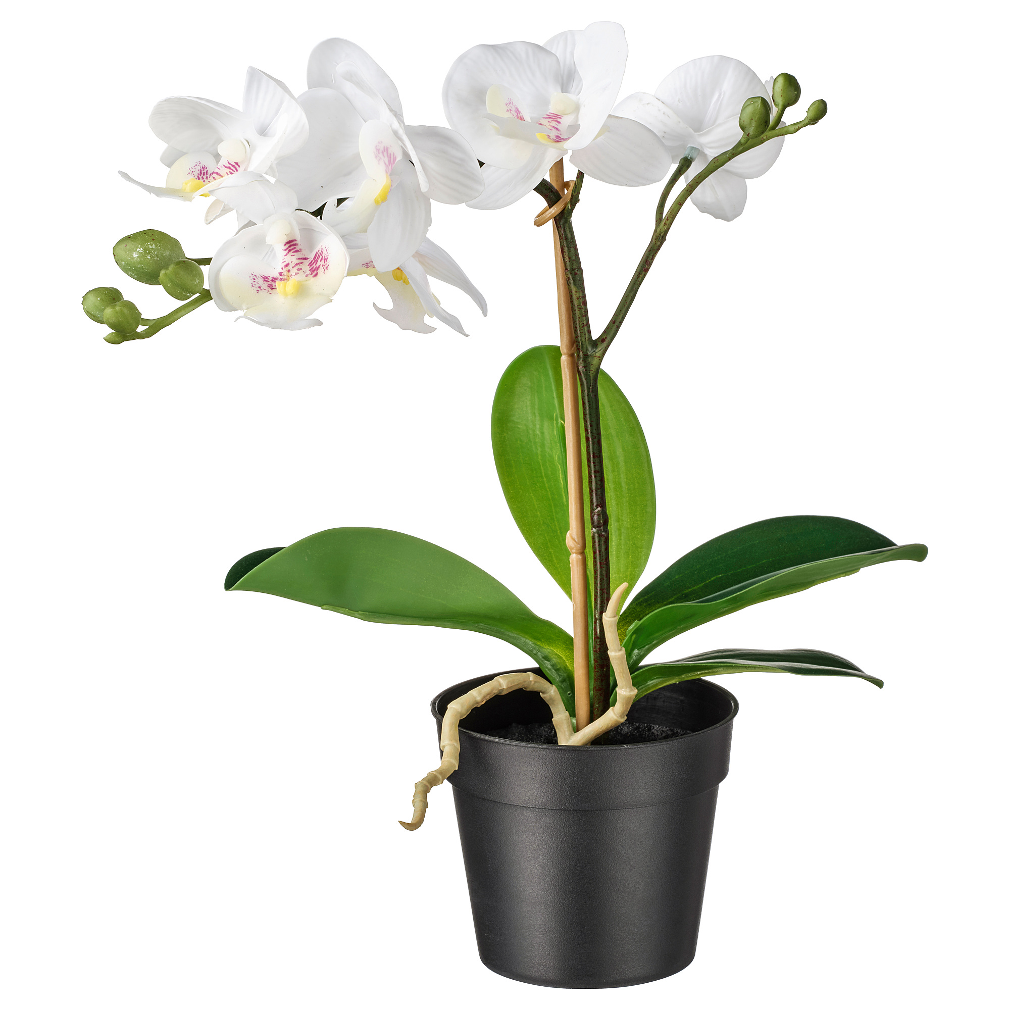 fejka - artificial potted plant, orchid white | ikea taiwan online