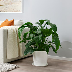 BIKARBONAT - 花盆底盤, 室內/戶外用 白色 | IKEA 線上購物 - PE804328_S3