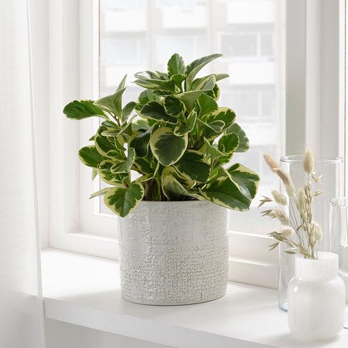 CHIAFRÖN plant pot