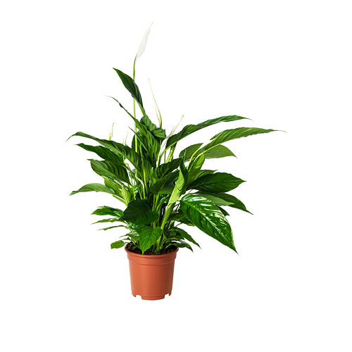 SPATHIPHYLLUM potted plant