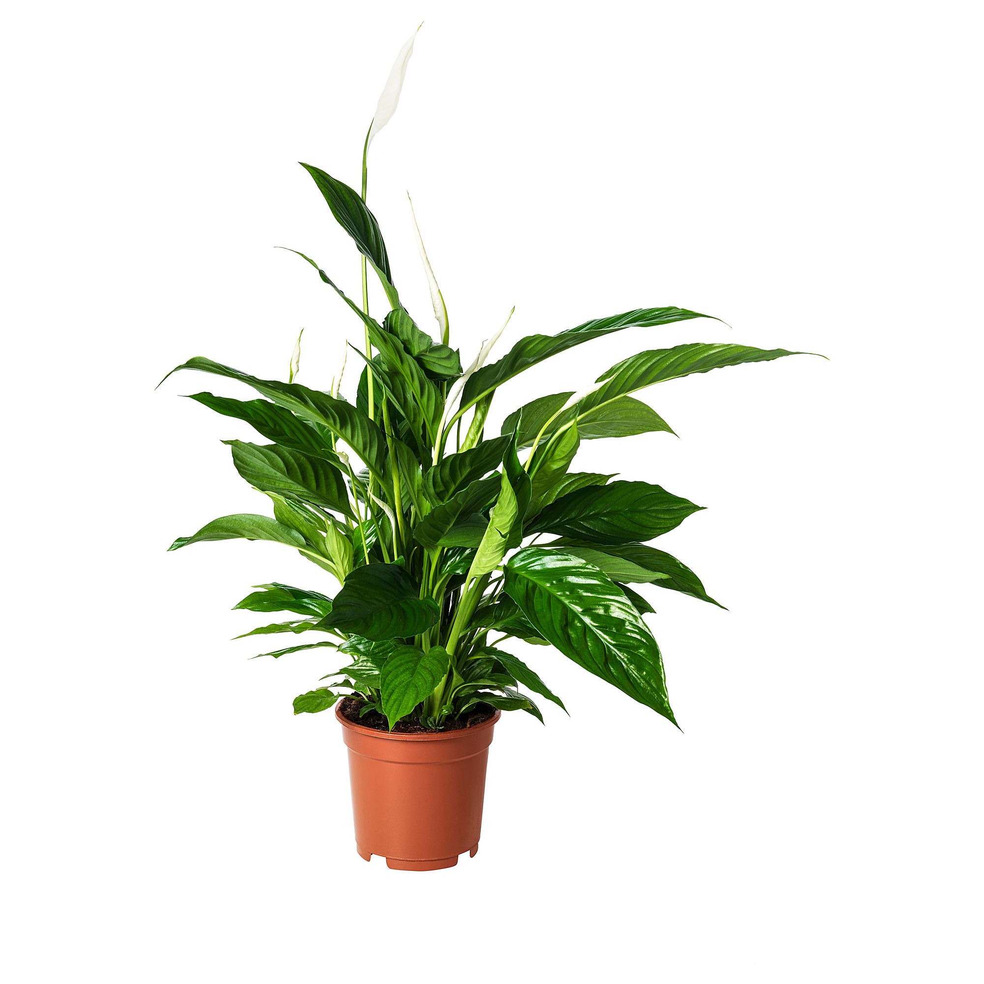 SPATHIPHYLLUM 盆栽活植物