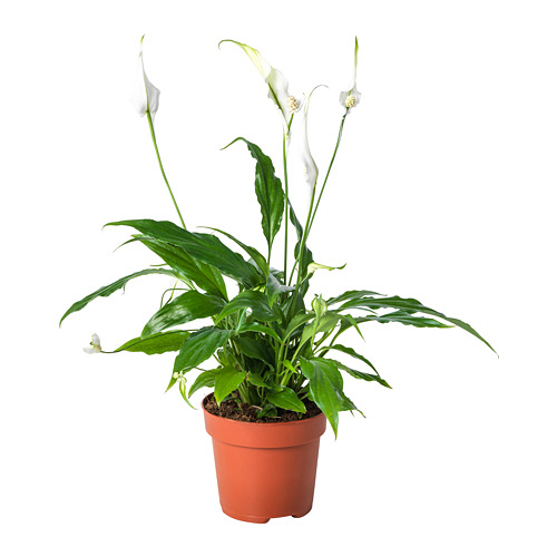 SPATHIPHYLLUM 盆栽活植物