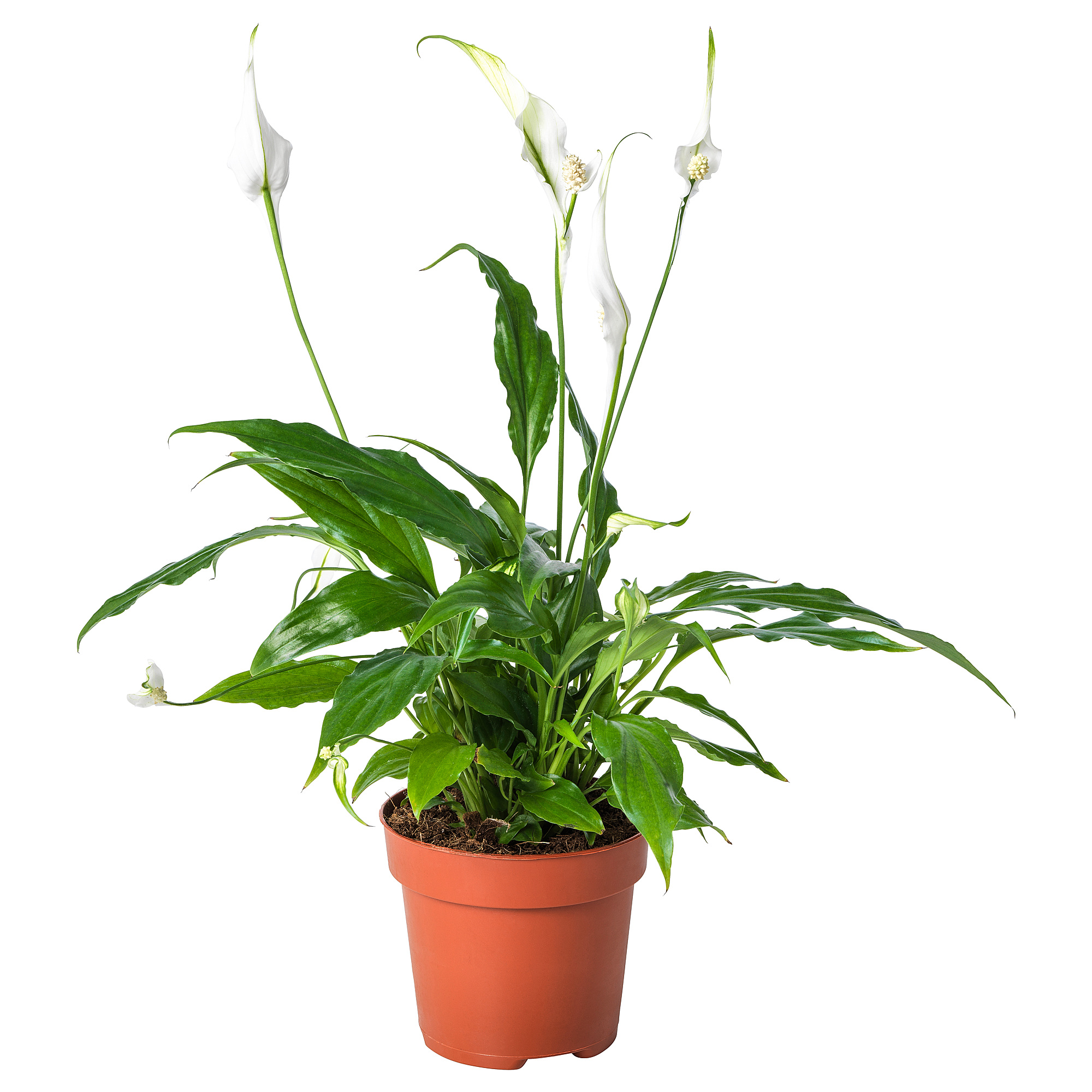 SPATHIPHYLLUM 盆栽活植物