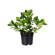 CLUSIA potted plant