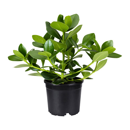 CLUSIA potted plant