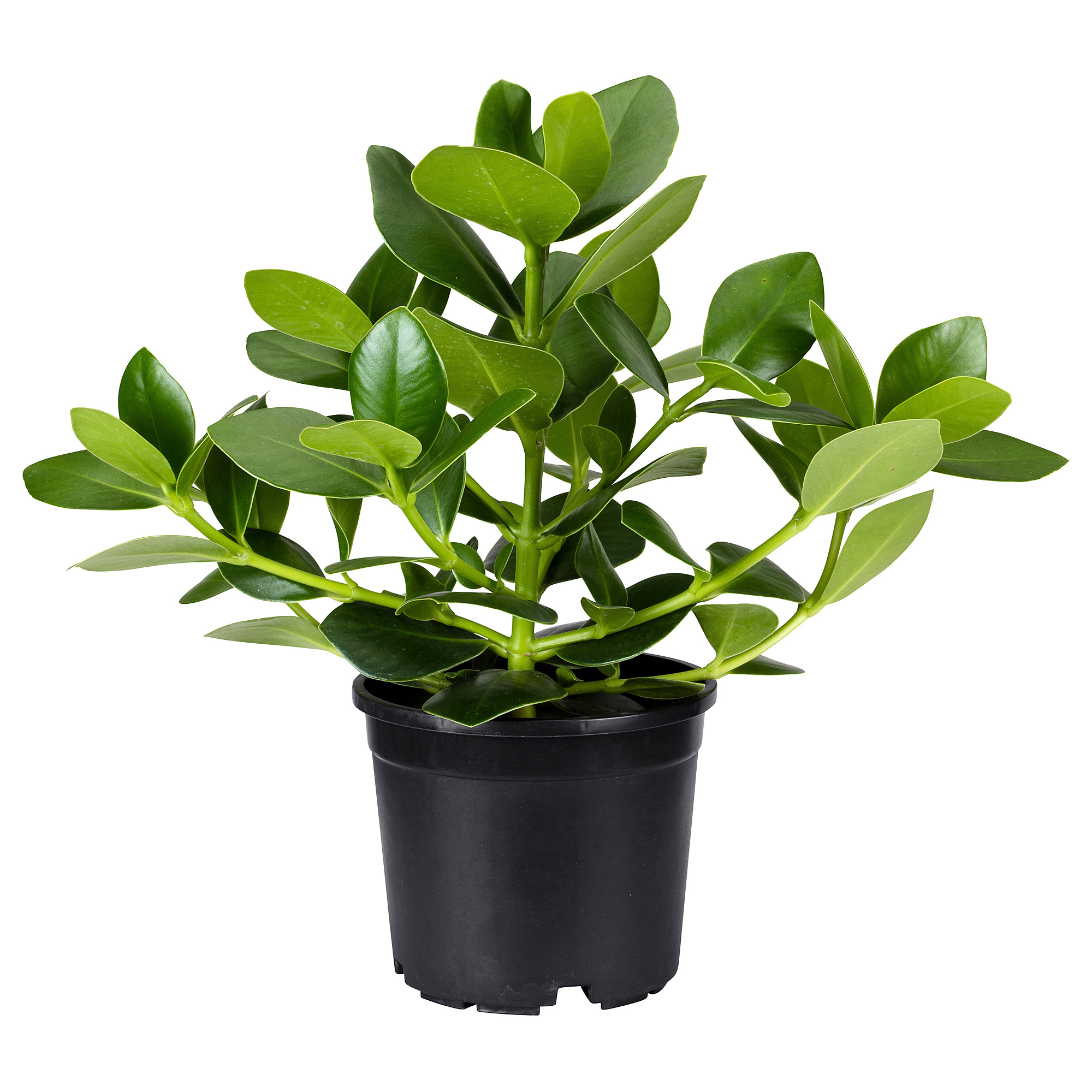 CLUSIA potted plant