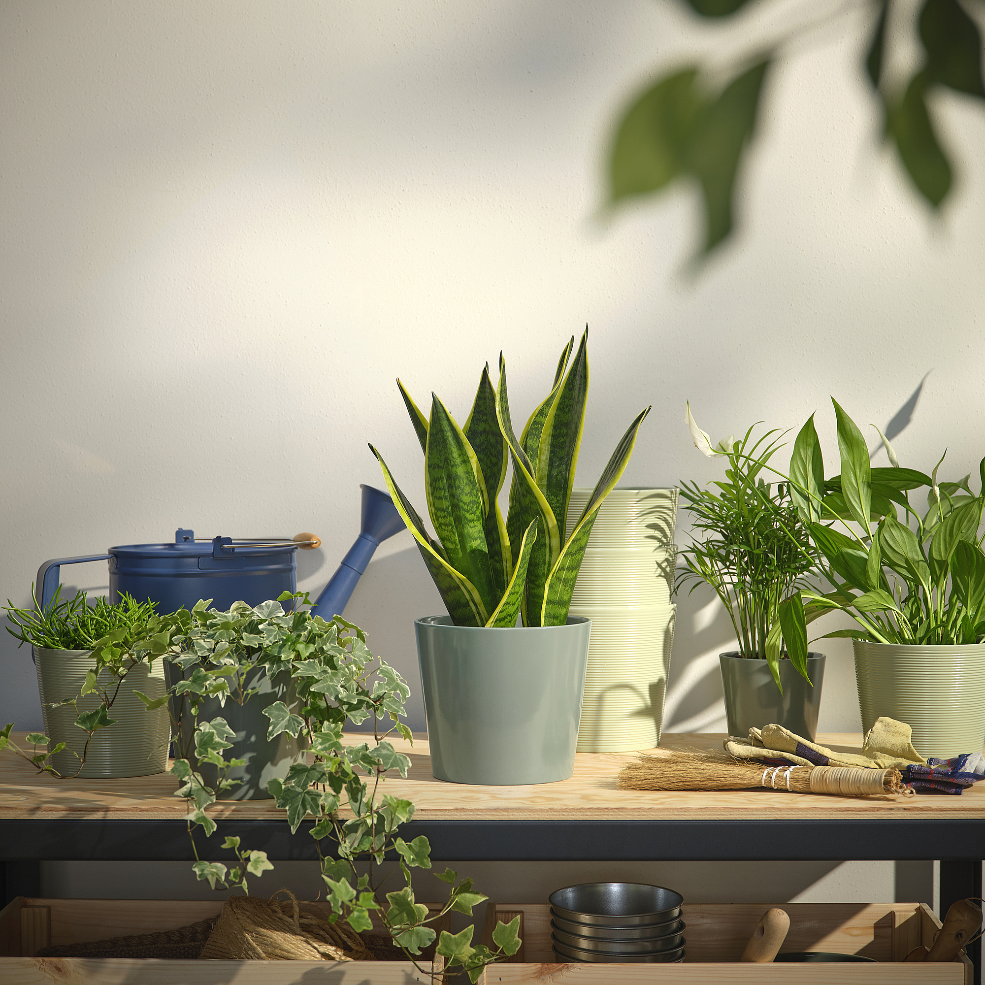 SOJABÖNA plant pot