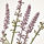FEJKA - 人造盆栽, 室內/戶外用/薰衣草 紫色 | IKEA 線上購物 - PE804166_S1