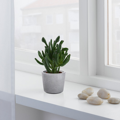 BOYSENBÄR - 花盆, 室內/戶外用 淺灰色 | IKEA 線上購物 - PE805444_S4