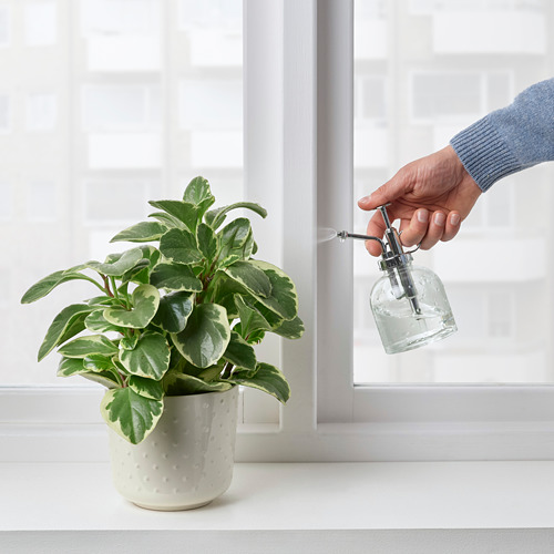 SESAMFRÖN - 植物噴壺, 透明玻璃 | IKEA 線上購物 - PE809496_S4