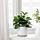 FEJKA - 人造盆栽, 室內/戶外用 書帶木 | IKEA 線上購物 - PE809437_S1