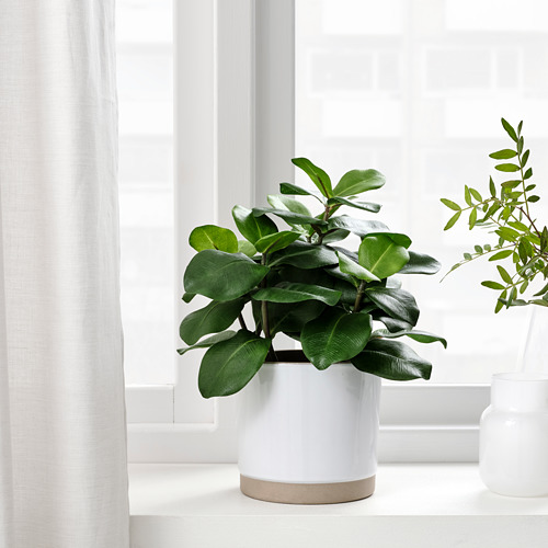 FEJKA - 人造盆栽, 室內/戶外用 書帶木 | IKEA 線上購物 - PE809437_S4