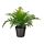 FEJKA - 人造盆栽, 室內/戶外用 水龍骨 | IKEA 線上購物 - PE809449_S1