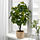 FEJKA - 人造盆栽, 室內/戶外用 山葡萄 | IKEA 線上購物 - PE809453_S1