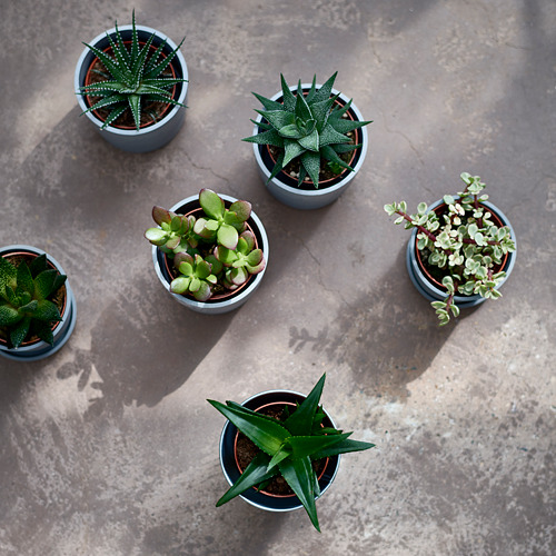 SUCCULENT potted plant