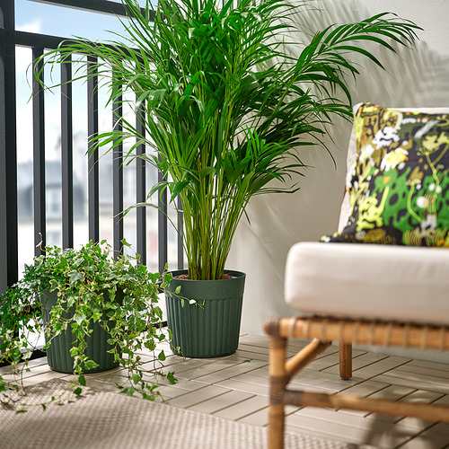 FRÄKENVÄXT plant pot