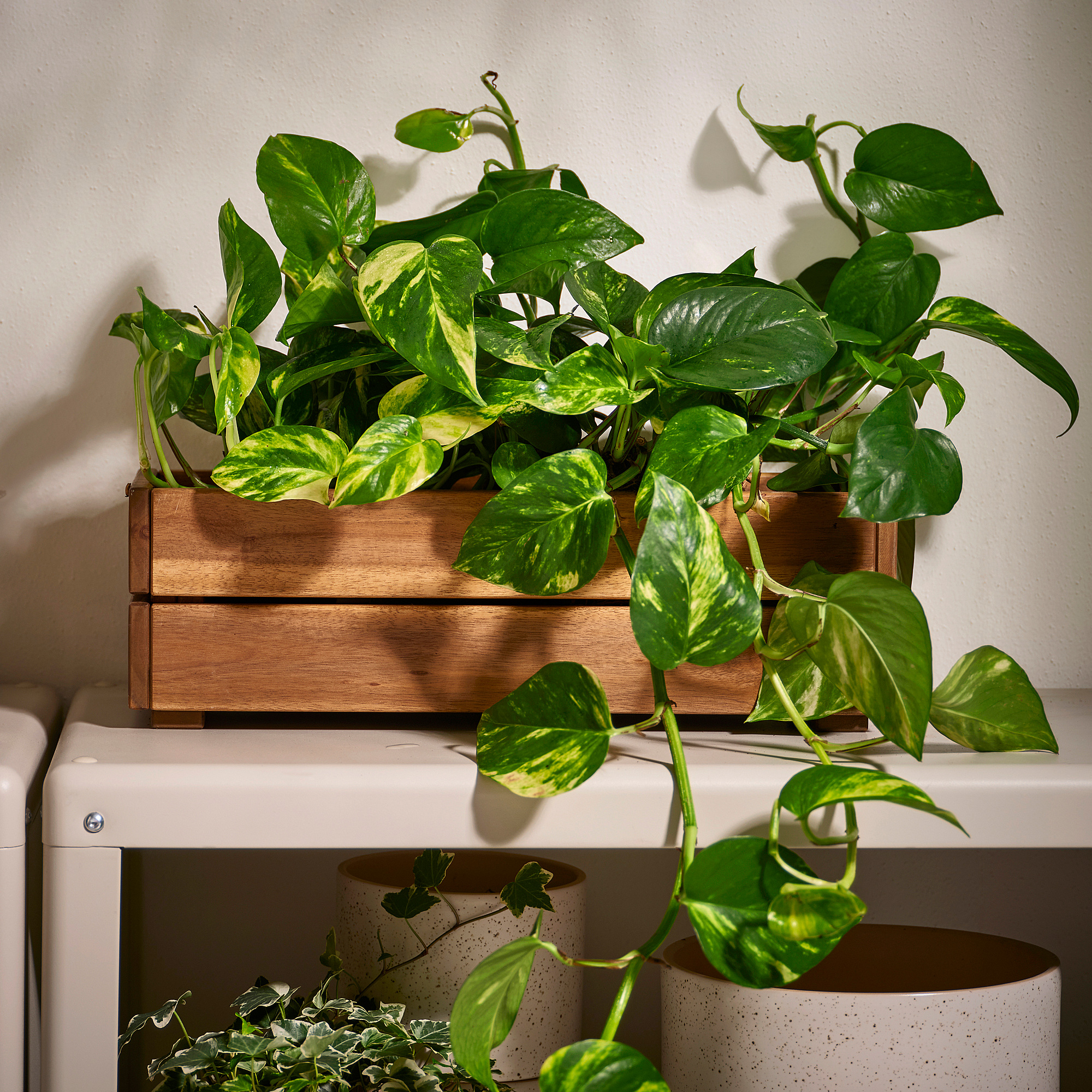 STJÄRNANIS flower box