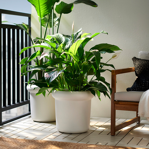 MÅBÄRSBUSKE 花盆