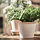 FEJKA - 人造盆栽, 室內/戶外用 水龍骨 | IKEA 線上購物 - PE811083_S1